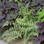 Athyrium x Ghost Ghost Fern