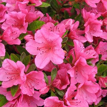 Azalea (Rhododendron) Girard's Renee Michelle Azalea