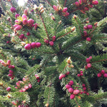 Picea abies Ohlendorffii Ohlendorff's Norway Spruce
