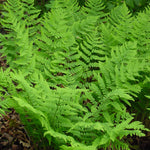 Dryopteris marginalis Marginal Shield Fern