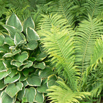 Matteuccia struthiopteris Ostrich Fern