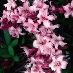 Azalea Candy Lights Candy Lights Azalea