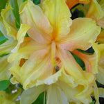 Azalea Golden Lights Golden Lights Azalea