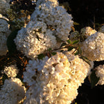 Viburnum Eskimo Eskimo Snowball