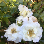 Rosa Flower Carpet White NOAschnee PP9573. CPBR0210 White Carpet Rose