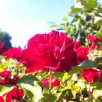 Rosa Easy Elegance Mystic Fairy BAIfairy PP16131 Mystic Fairy Rose