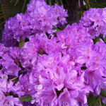 Rhododendron catawbiense Boursault Boursault Rhododendron