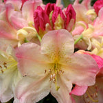 Rhododendron Percy Wiseman Percy Wiseman Rhododendron