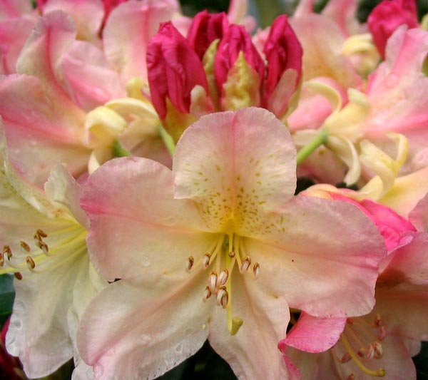 Rhododendron Percy Wiseman Percy Wiseman Rhododendron