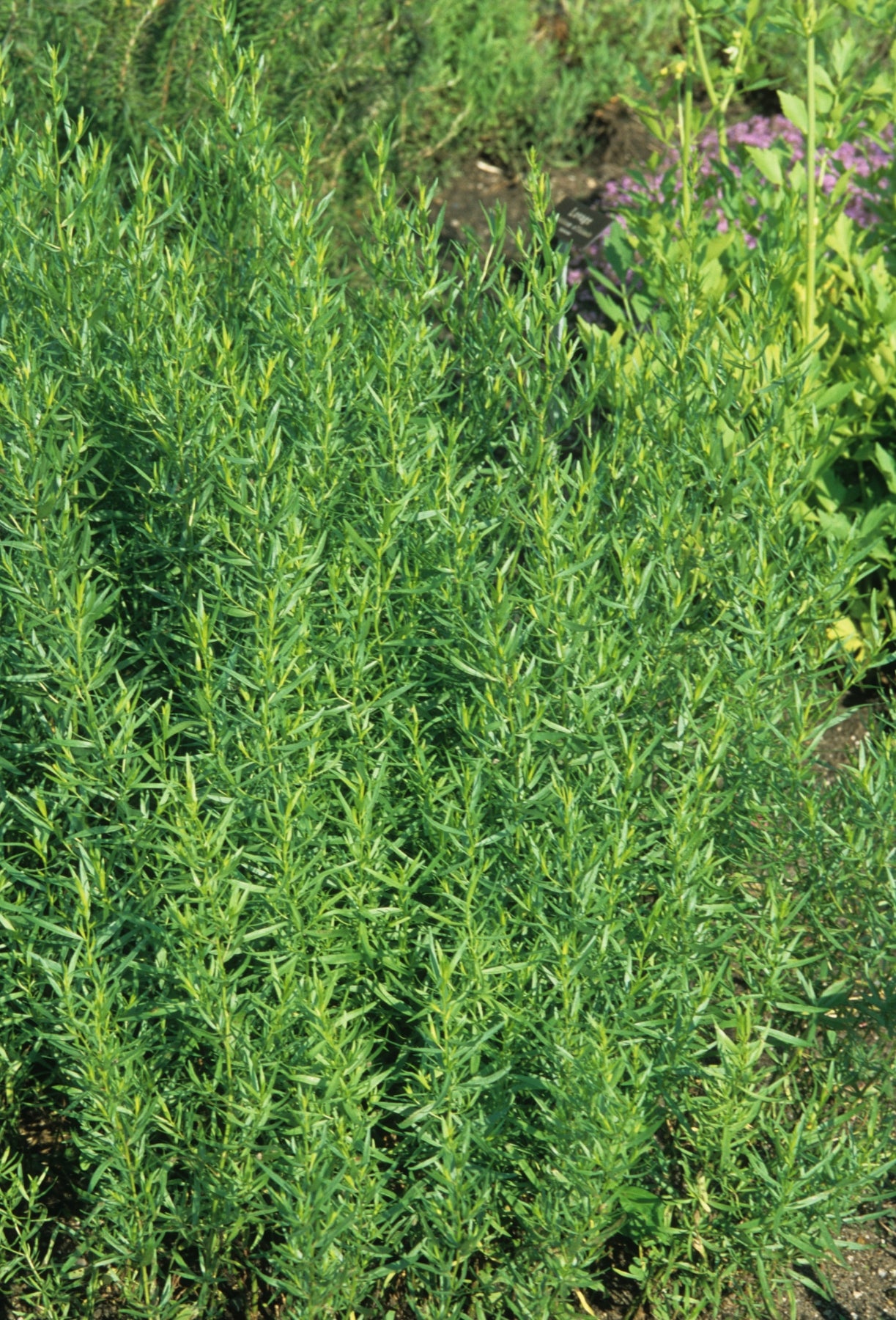 Artemisia dracunculus Tarragon