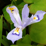 Iris cristata Powder Blue Giant Crested Iris
