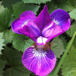 Iris sibirica Strawberry Fair Siberian Iris