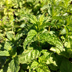 Mentha piperita Peppermint