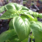 Ocimum basilicum Sweet Basil
