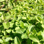 Origanum x marjoricum Italian Oregano