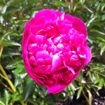 Paeonia General McMahon Peony