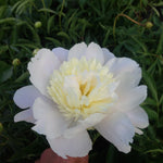 Paeonia Primavere Peony