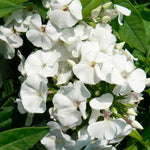 Phlox paniculata David Garden Phlox