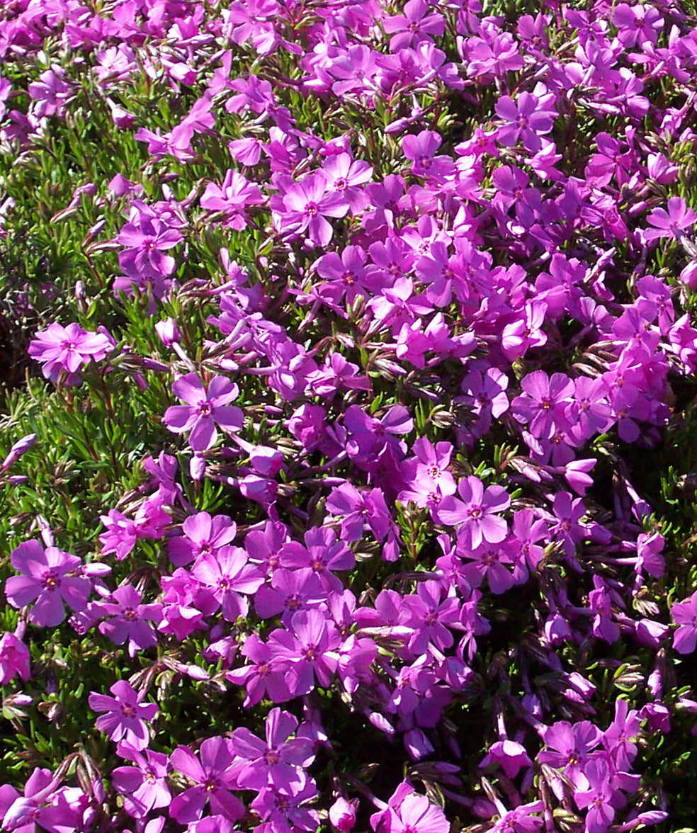 Phlox subulata Emerald Pink Moss Phlox