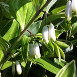 Polygonatum odoratum Variegatum Variegated Solomon's Seal