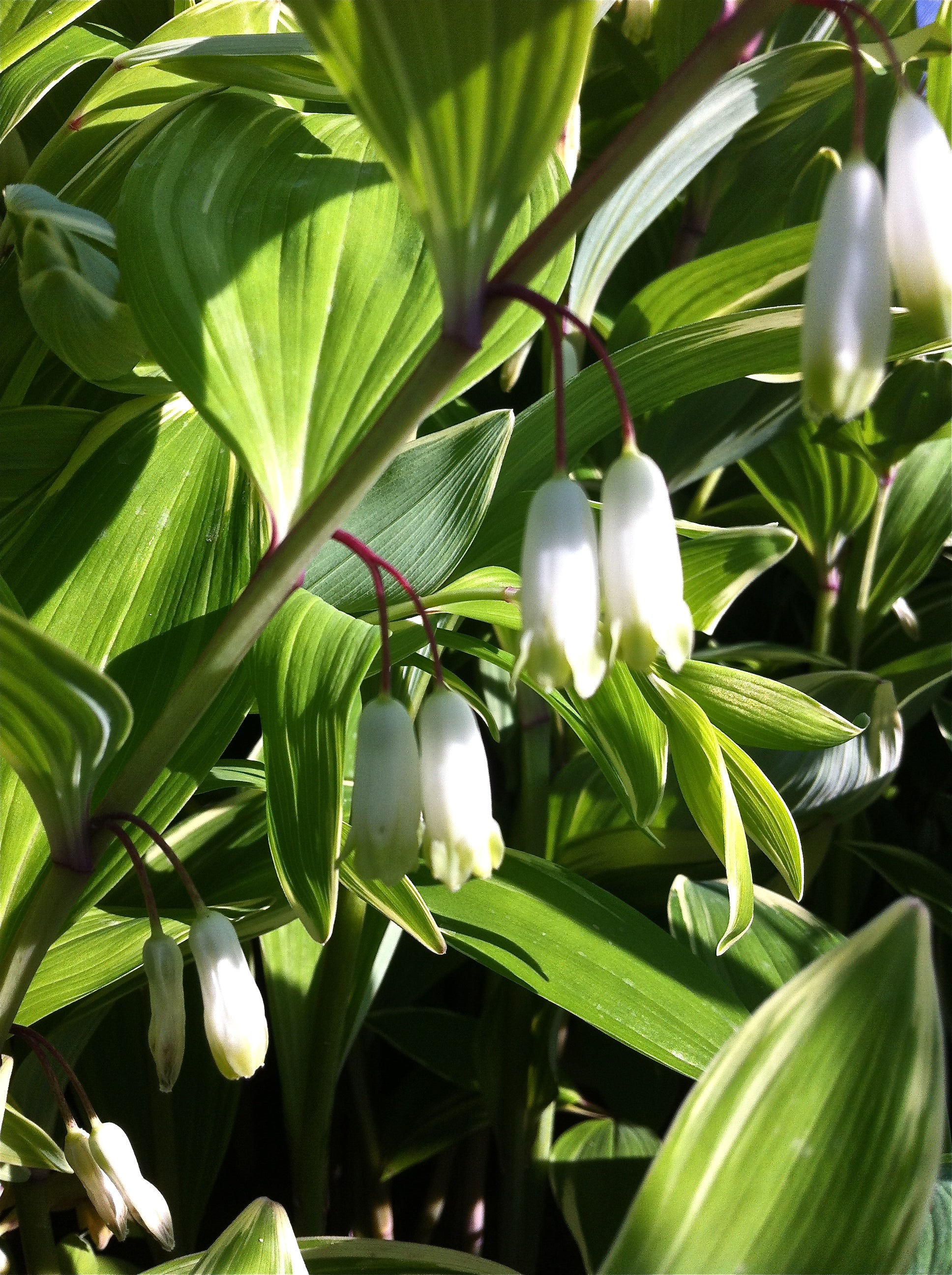 Polygonatum odoratum Variegatum Variegated Solomon's Seal
