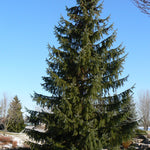 Picea omorika Serbian Spruce