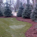 Picea pungens Fat Albert Fat Albert Blue Spruce