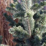 Pinus aristata Bristlecone Pine