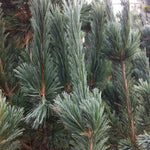 Pinus flexilis Vanderwolf's Pyramid Vanderwolf's Pyramid Pine