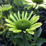 Echinacea purpurea Green Jewel PP18678, CPBR3985 Green Jewel Coneflower