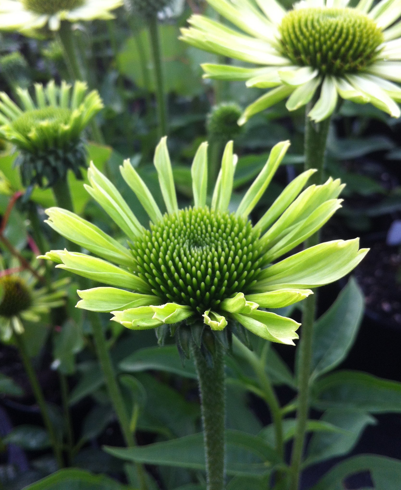 Echinacea purpurea Green Jewel PP18678, CPBR3985 Green Jewel Coneflower