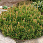 Pinus mugo Slowmound Slowmound Mugo Pine