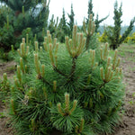 Pinus nigra Hornibrookiana Dwarf Austrian Pine