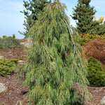 Pinus strobus Angel Falls Angel Falls White Pine