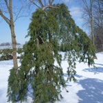Pinus strobus Pendula Weeping Eastern White Pine