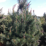Pinus sylvestris Scots Pine