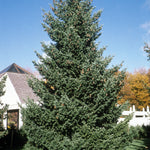 Pseudotsuga menziesii var. glauca Rocky Mountain Douglas Fir