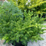 Taxus cuspidata Emerald Spreader Monloo PP10335 Emerald Spreader Yew