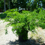Taxus x media Andersonii Anderson's Spreading Yew