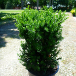 Taxus x media Hillii Hill's Yew