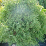 Thuja occidentalis Sherwood Moss Sherwood Moss Cedar