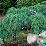 Tsuga canadensis Cole's Prostrata Cole's Prostrate Canadian Hemlock