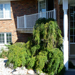 Tsuga canadensis Pendula Sargent's Weeping Hemlock