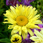 Leucanthemum x superbum Goldfinch PP24499, COPF Shasta Daisy