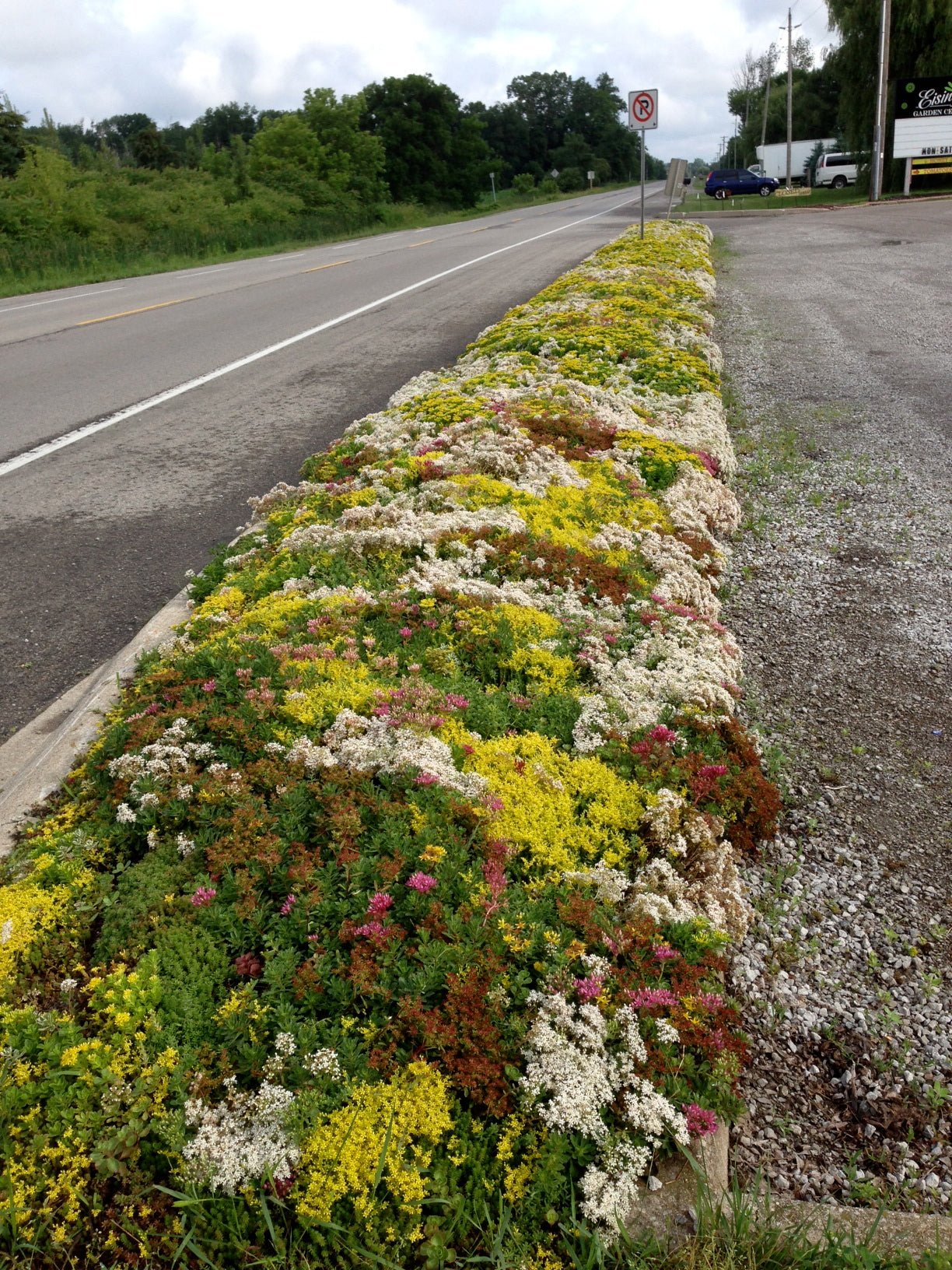 Sedum Vegetation Mats x Mixed Species Sempergreen Vegetation mats