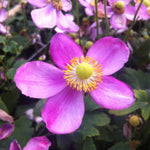 Anemone hupehensis Pretty Lady Susan PP22331, COPF Japanese Anemone