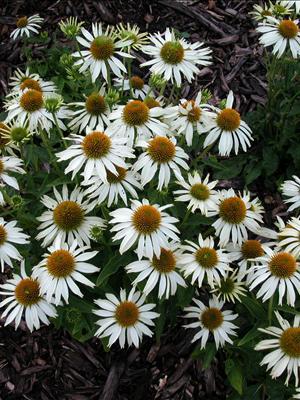 Echinacea purpurea White Swan White Swan Coneflower