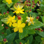 Hypericum inodorum St. John's Wort