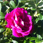 Rosa Scarlet Pavement HANuhl Scarlet Pavement Rose