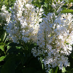 Syringa josikaea Holger Holger Lilac